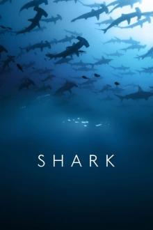 Sharks - Gefürchtete Räuber - Staffel 1 stream